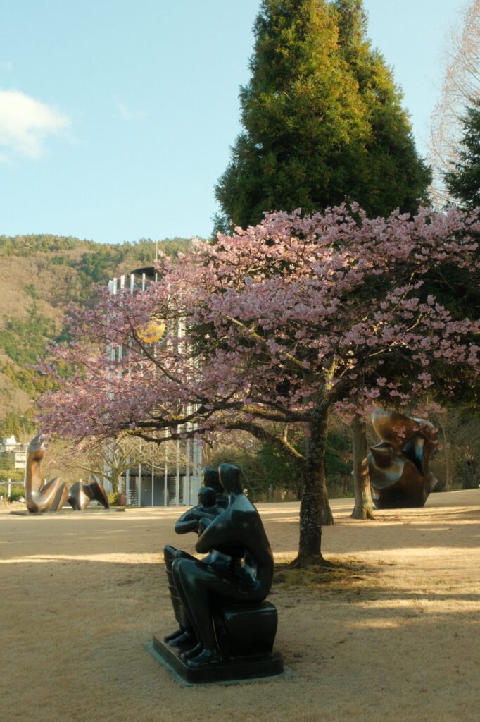Statue and cherry blossom tree at the Open Air Museum in Hakone, Japan