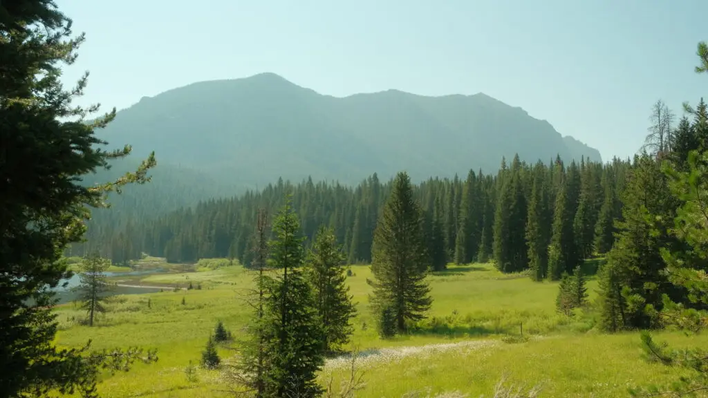 Trees overlooking a mountain near Bozeman, Montana